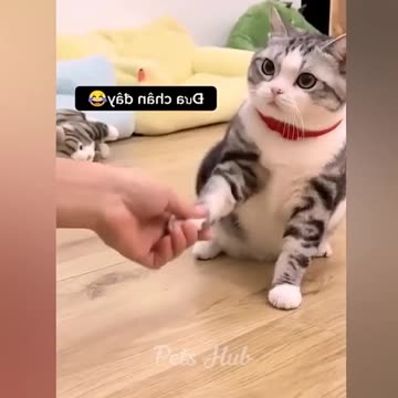 funny cute cats#funny cute cats#shorts #funny #cat