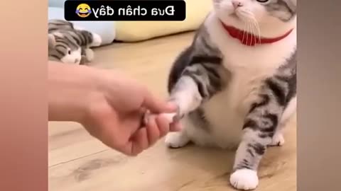 funny cute cats#funny cute cats#shorts #funny #cat