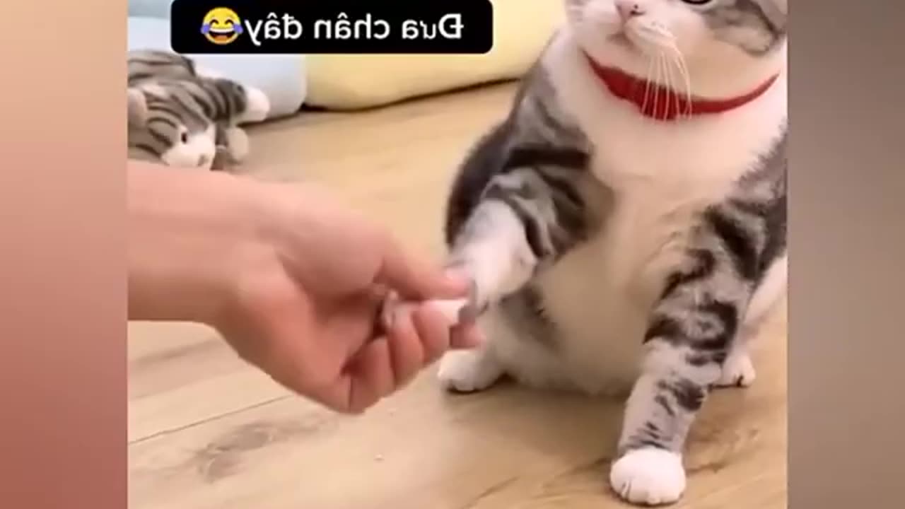 funny cute cats#funny cute cats#shorts #funny #cat