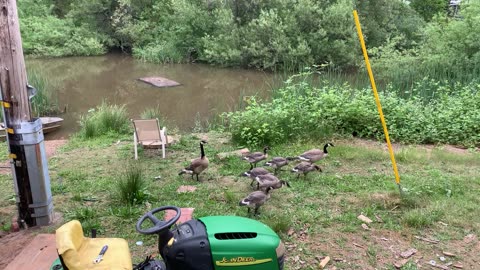 Geese