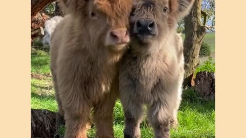 Funny and beautiful video