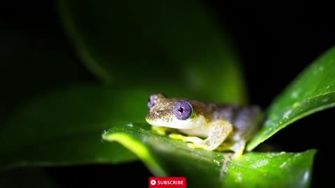 Relaxing ASMR Night Sounds of a Frog - Calm Your Mind and Sleep Better