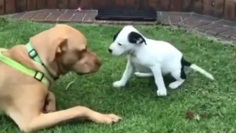 Puppy meets a dog..🐕🐾😍😅