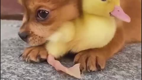 Funny_Animal_Video_#Shorts(720p)