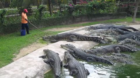 Crocodile Feeding at Langkawi Crocodile Farm