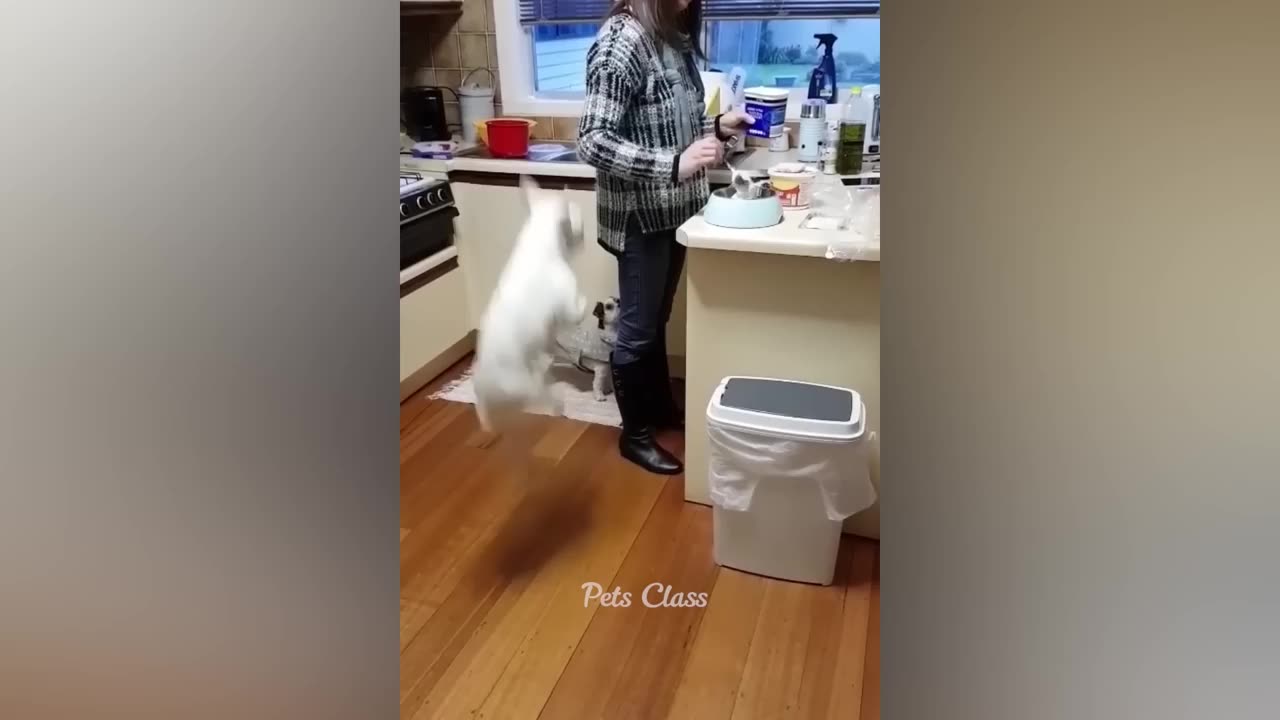 Funny Cats and Dogs Videos 2023