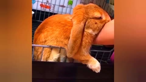 Funny Animals Compilation