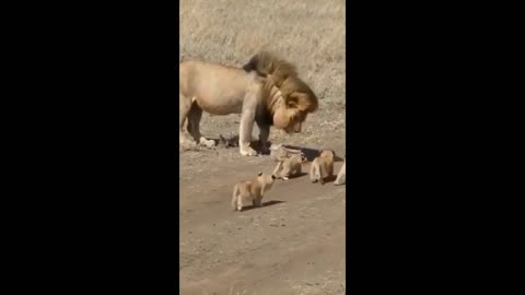 Animal Funny Clip 1