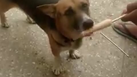 My cute dog named Batman