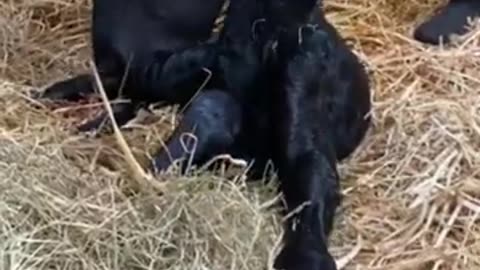 animals_cute 55