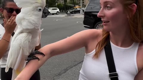 Funny parrot |cockatiel parrot | Funny birds | Funny animals