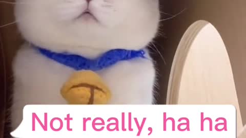 Try no to laugh 😁😁😁 funny cat video