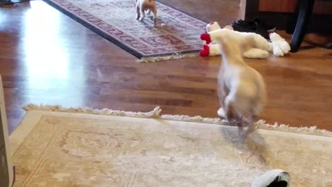 Daisey and Cricket new Friends