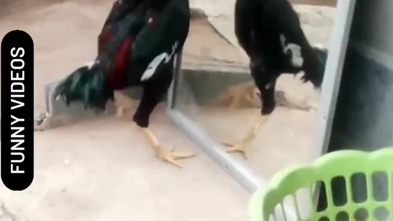 Funny Animal video