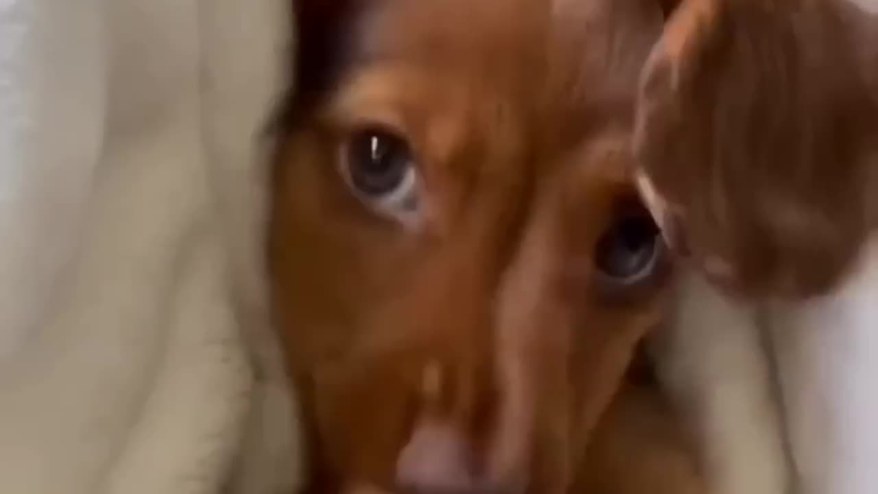 Funny animals 2024😆- Funny cats and dogs videos 🐈🐕 #shorts part 174
