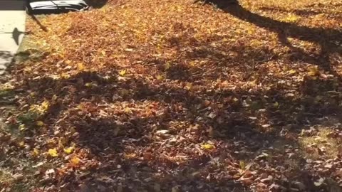 High speed leaf clean up.