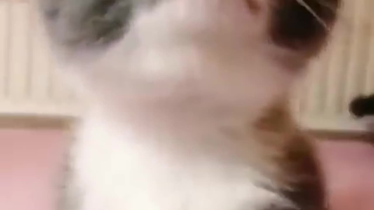 Cute cat's