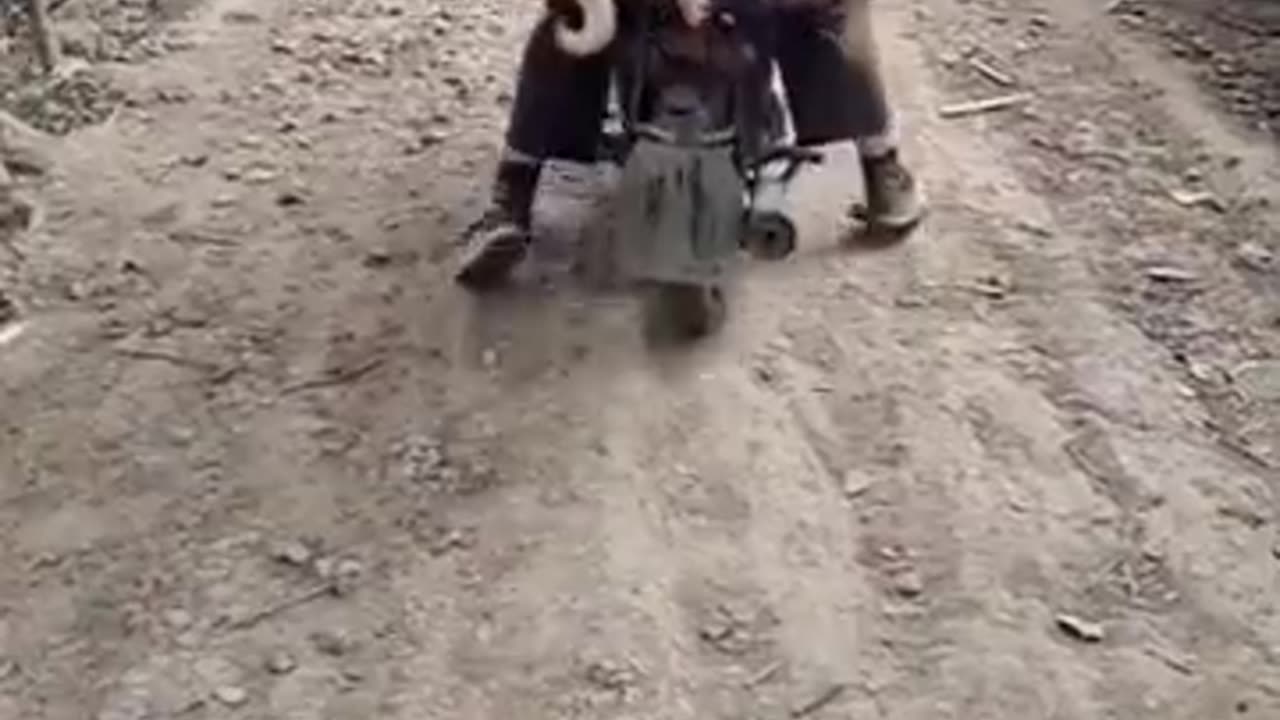 A Chinese dog man taking dogs bred on dog farm to the slaughterhouse