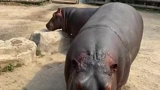 The hippo has a big mouth and a watermelon in one bite