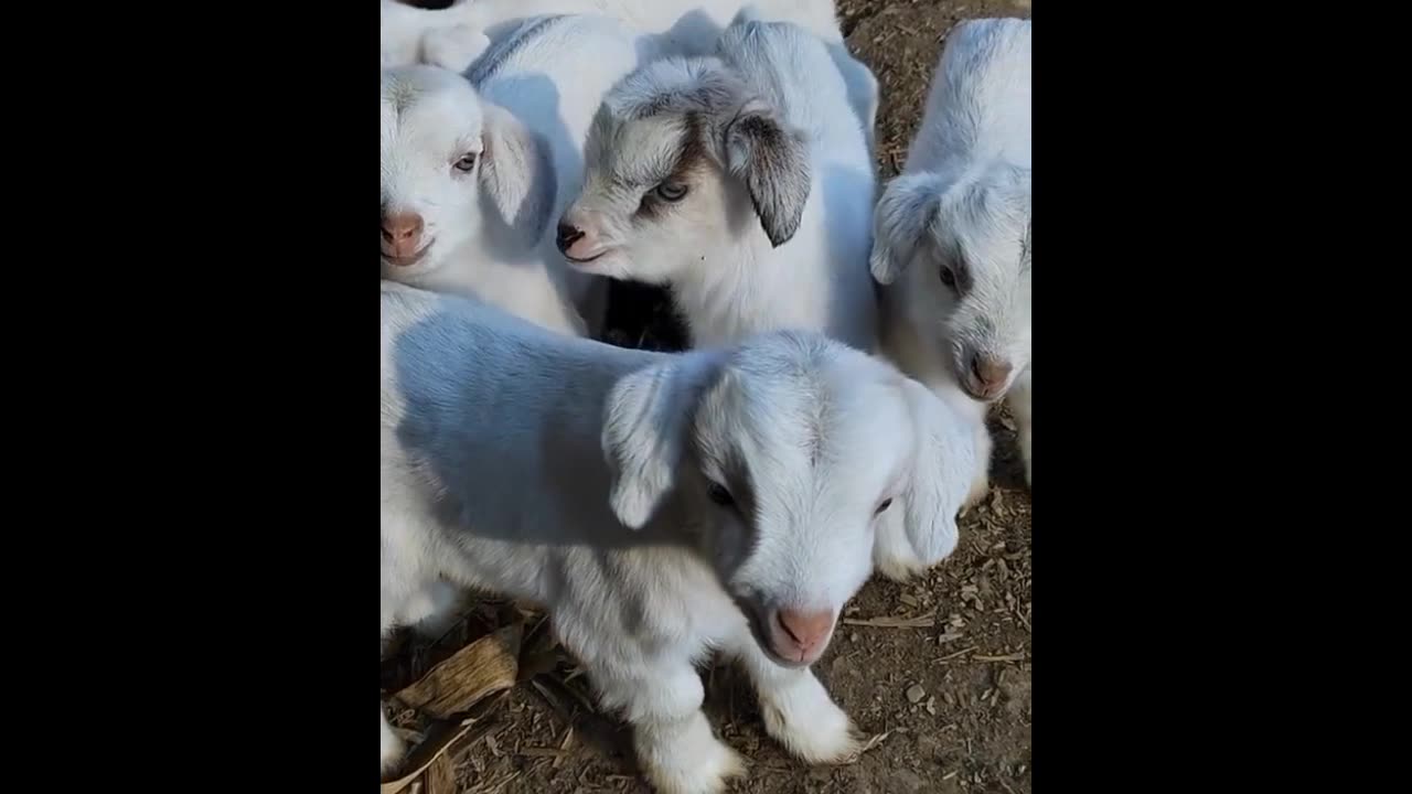 Nice lamb