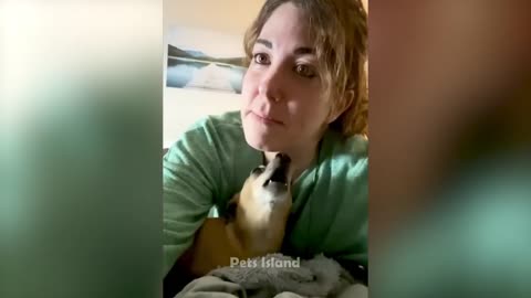 Funny Animals Video
