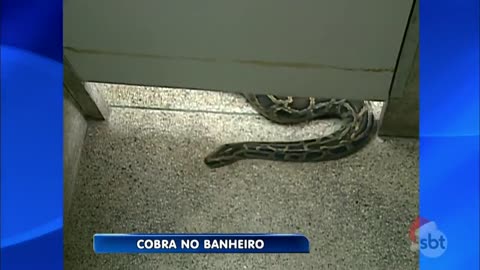 Cobra no Banheiro - Snake in the bathroom