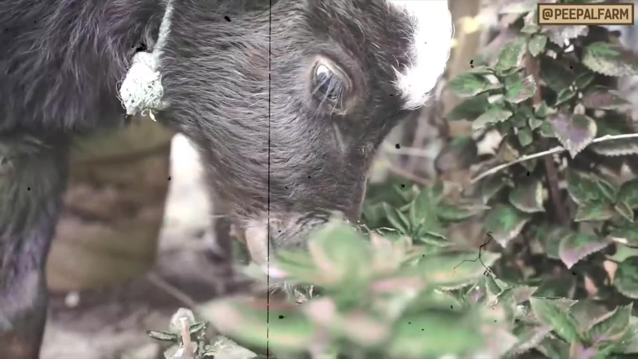 a story of innocent disguise