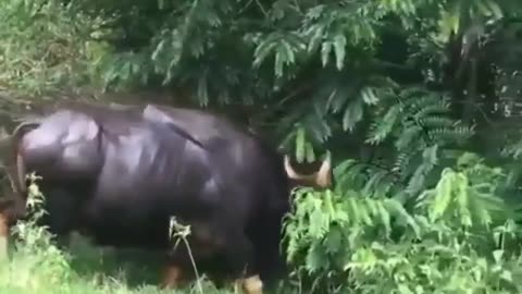 Wildlife in closer view with natural perspective.