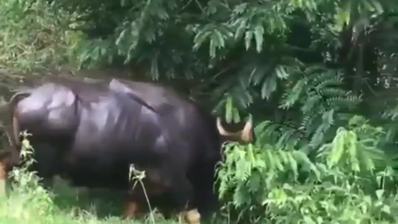Wildlife in closer view with natural perspective.