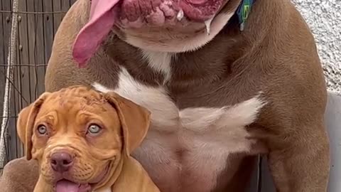 #The fiercest Pitbull dogs in the world, with the power of their greatness