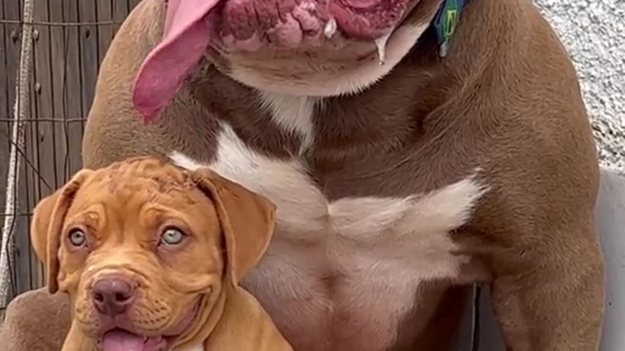 #The fiercest Pitbull dogs in the world, with the power of their greatness