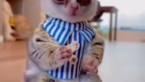 Funny Animals - Cute & Funny
