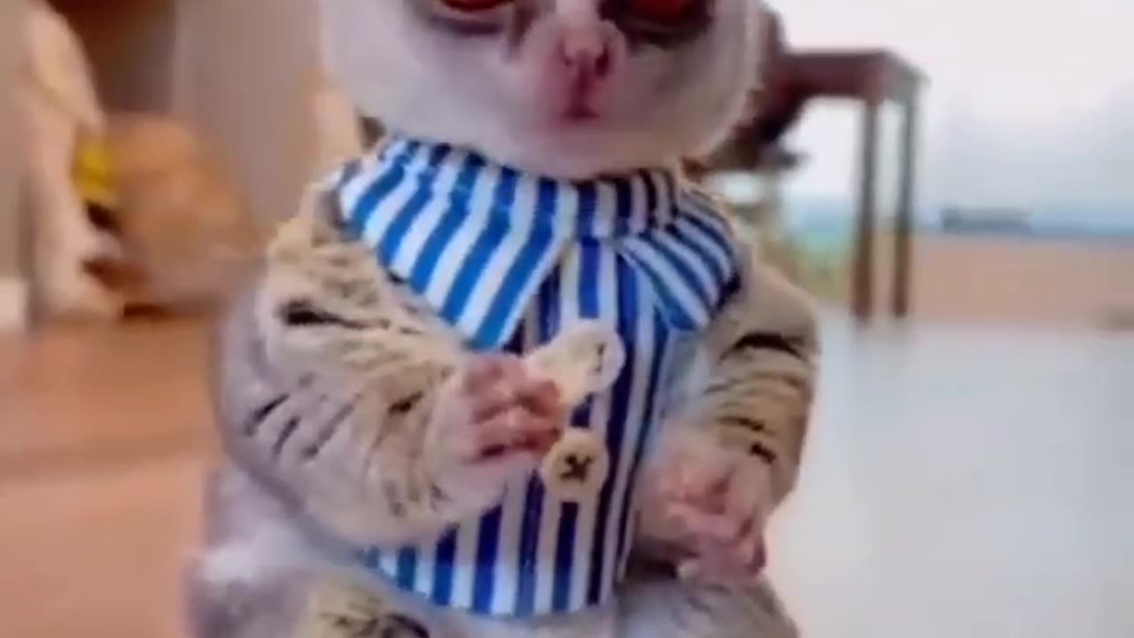 Funny Animals - Cute & Funny