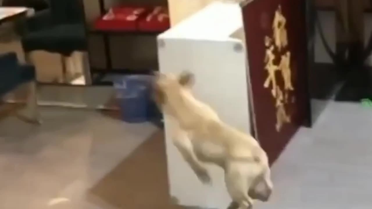 Animal funny video| Dog funny video 🐶🐕