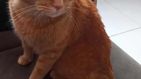 Esse gato É MUITO FOFO!