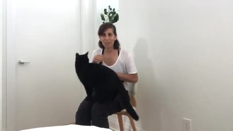 Teach your cat