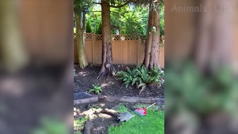 Best Funny Animal Videos Of The 2021 🤣 - Funny Wild And Farm Animals Videos 🐴🦍
