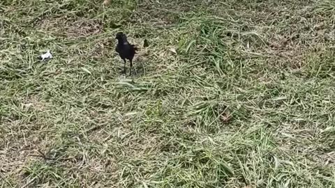 Jackdaw