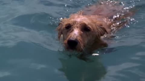 Dog helps Dolphin