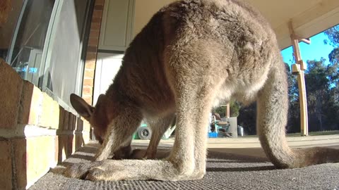 Orphan Kangaroo Joey Waiting for his Milk Bottle