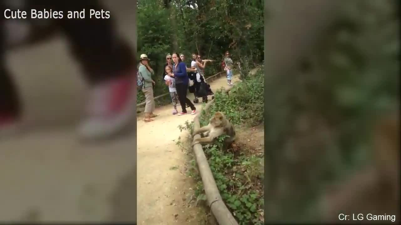 Very Funny Animals chasing people
