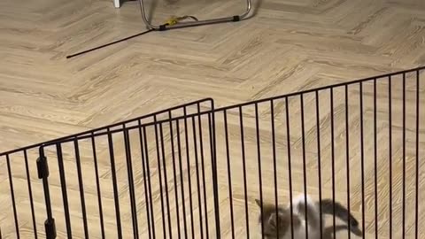 Beautiful cat 🐈 trending video