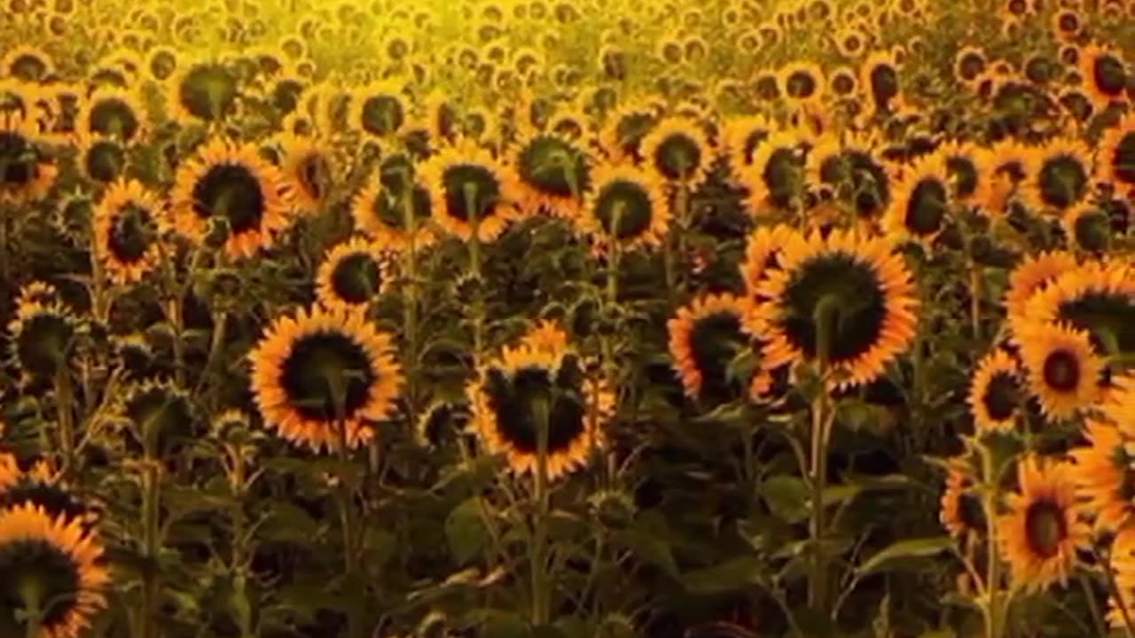 Beautiful song and amazing video || Nature beauty