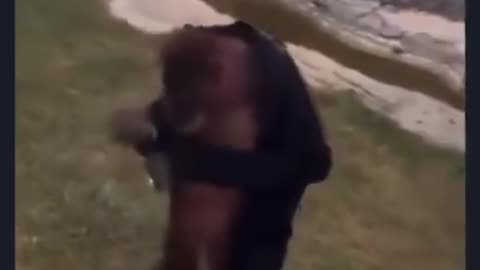 Monkey funny video
