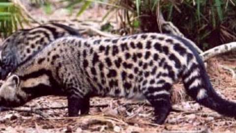 Civet Coffe