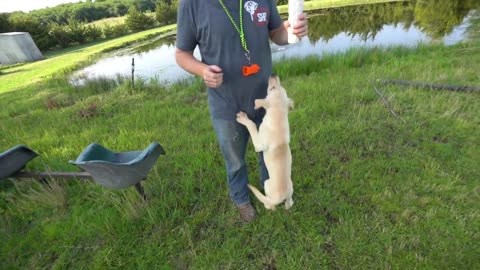 Dog training | trainers | easy | dog