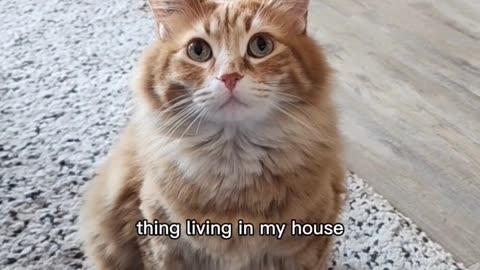 He's the best distraction 😂 #cute #animals #cat #pets #cutecat #funny #cats 