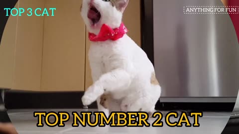 this is cat moments