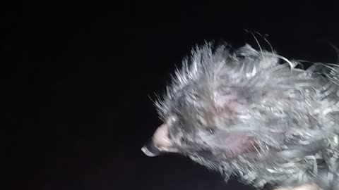 Fresh Baby Chick🐣🐥