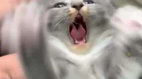 Drama queen cat